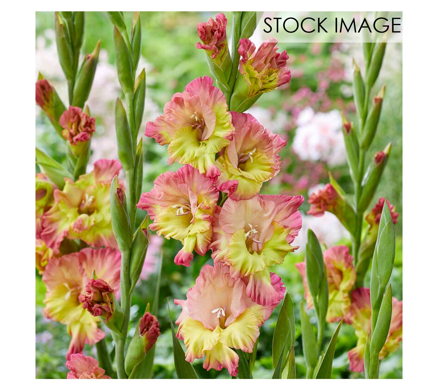 Van Zyverden Gladiolus Large Conca Verde Set of12 Bulbs