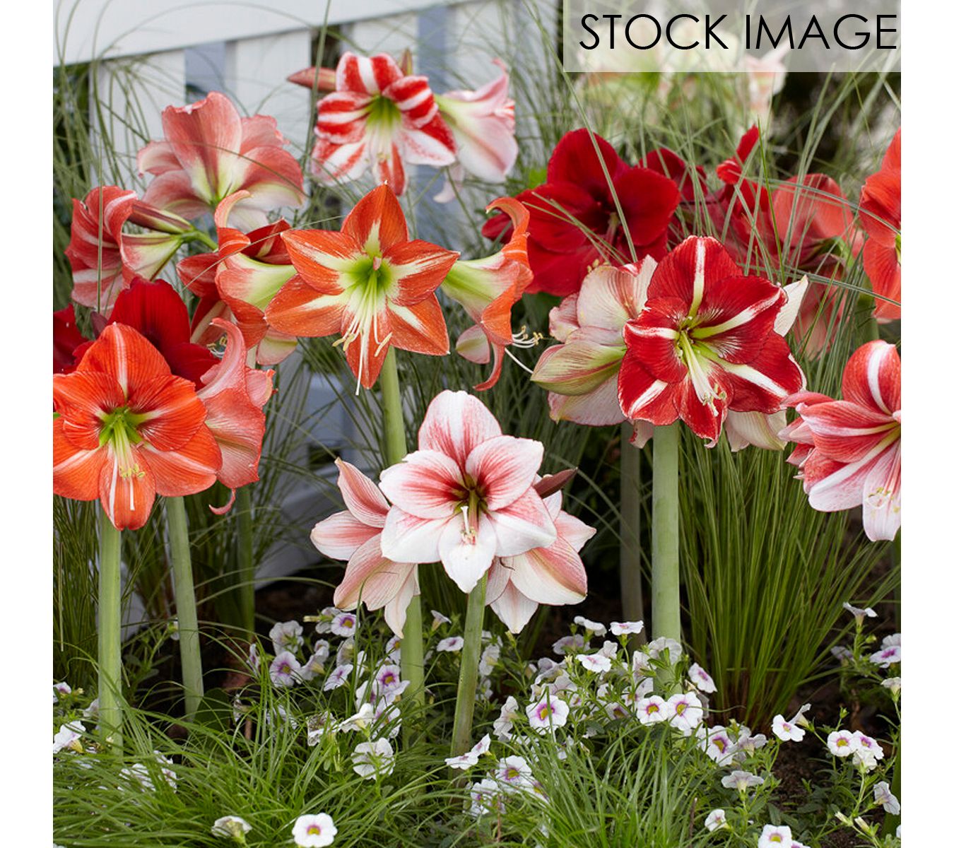 Van Zyverden Amaryllis Kitchen Sink Mixture Setof 5 Plants