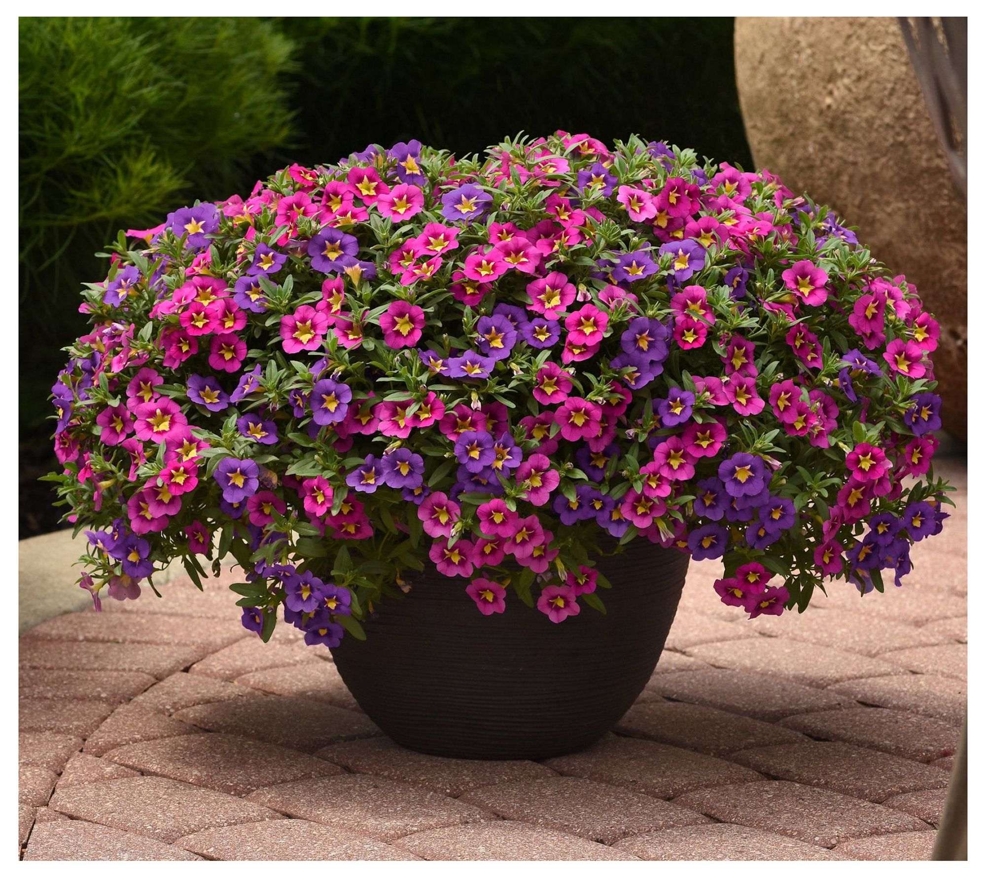 Cottage Farms 2-Piece Powers That Bee Mini Petunia Combo