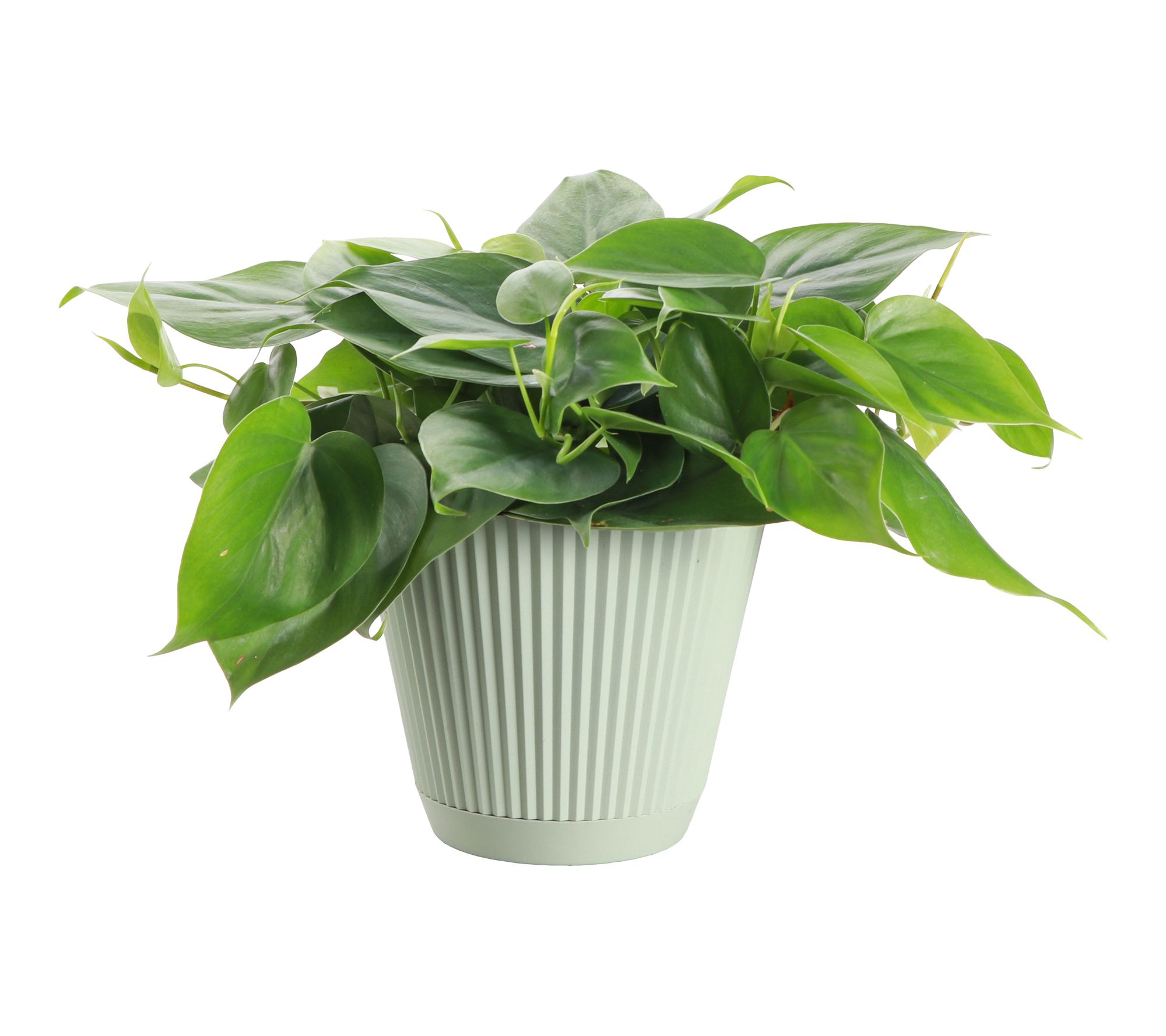 Thorsen's Greenhouse Live 6" Green Philodendron in Ruffle Pot