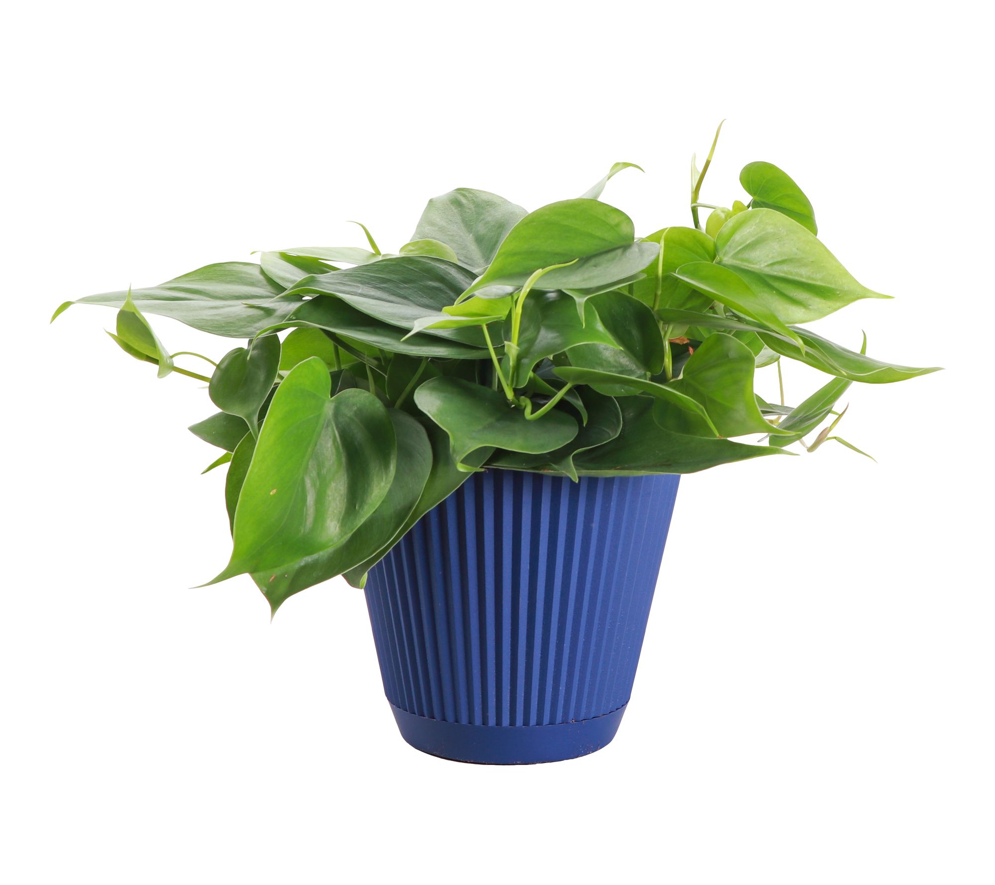 Thorsen's Greenhouse Live 6" Green Philodendron in Ruffle Pot