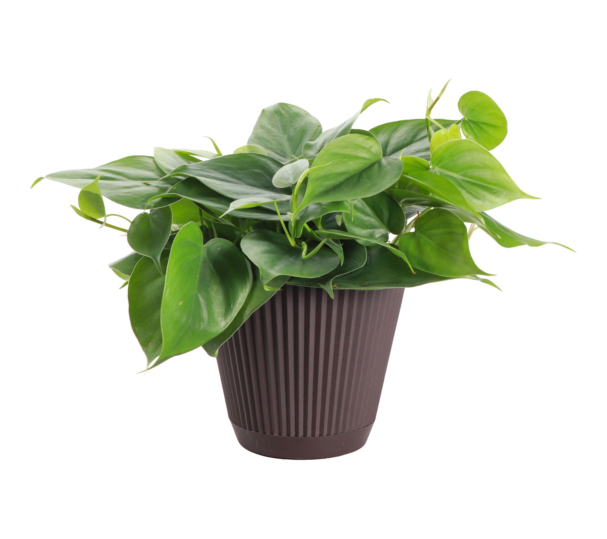 Thorsen's Greenhouse Live 6" Green Philodendron in Ruffle Pot