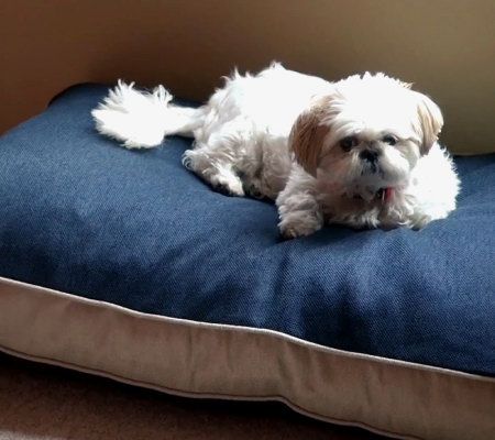 My pillow 2025 dog bed qvc