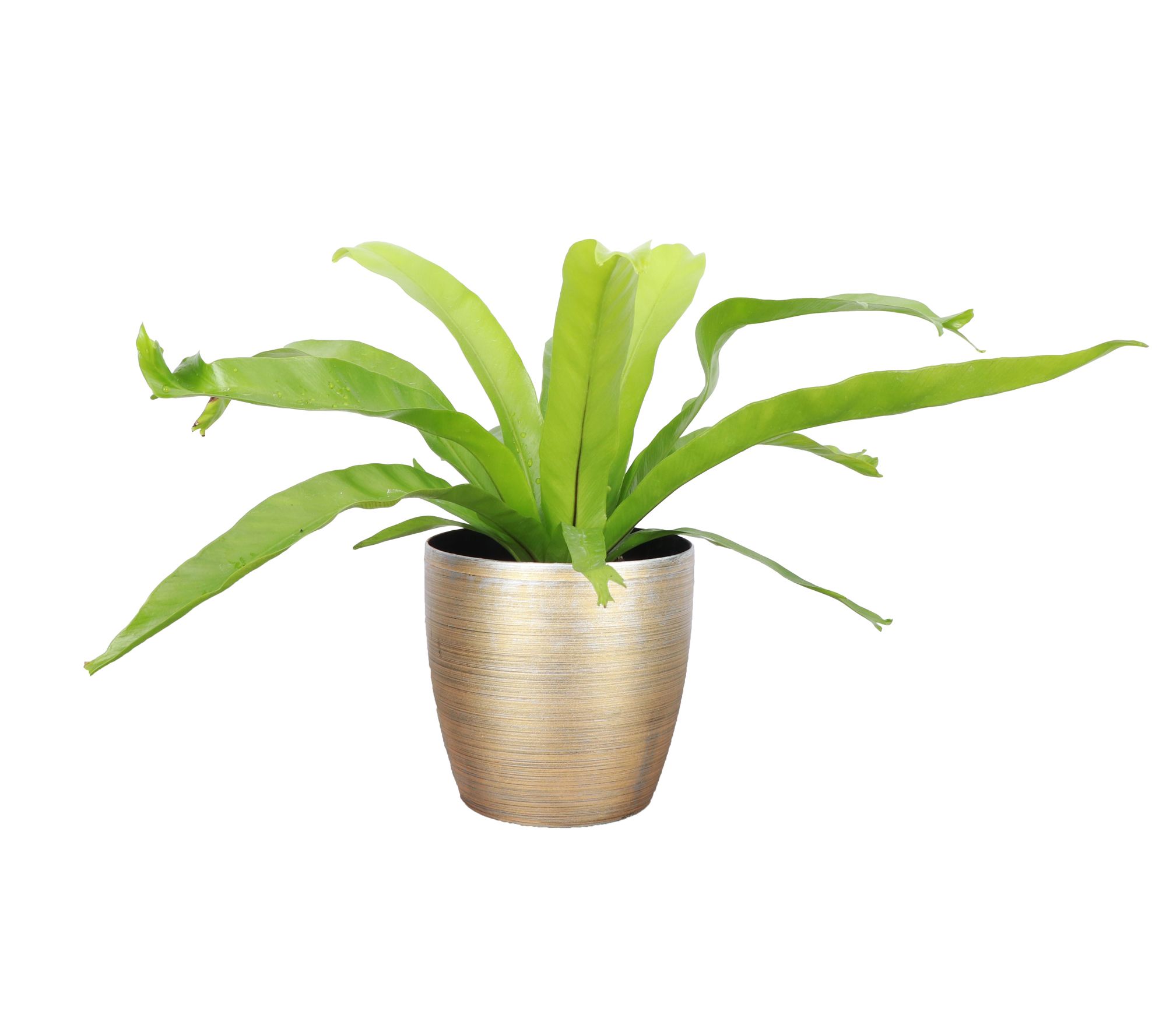 Thorsen's Greenhouse Live 4" Bird's Nest Fern in Classic Pot