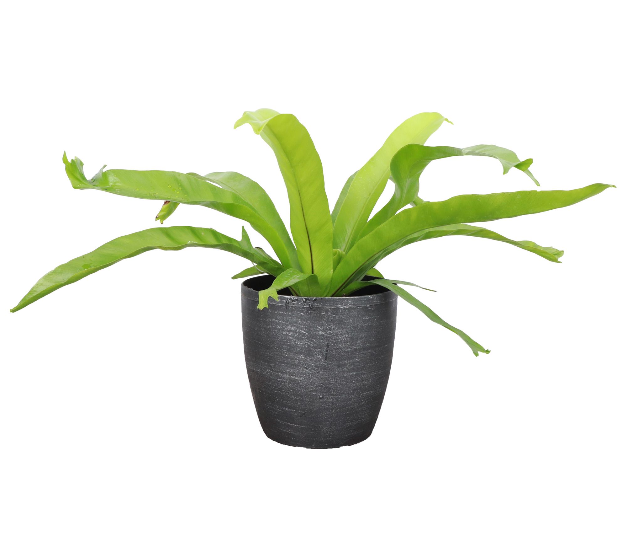 Thorsen's Greenhouse Live 4" Bird's Nest Fern in Classic Pot
