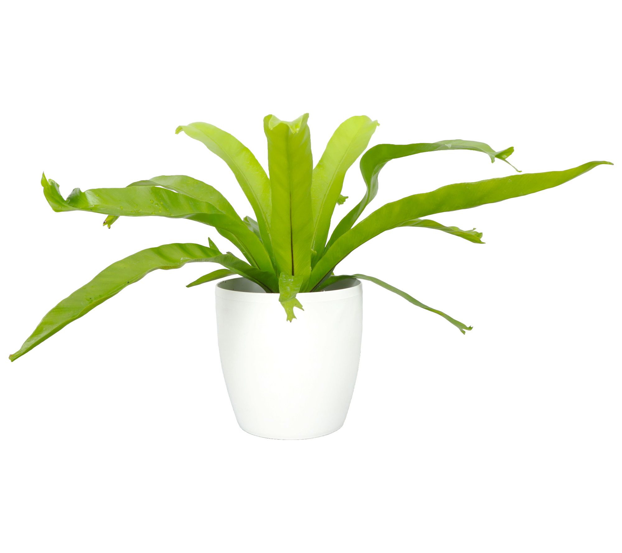 Thorsen's Greenhouse Live 4" Bird's Nest Fern in Classic Pot