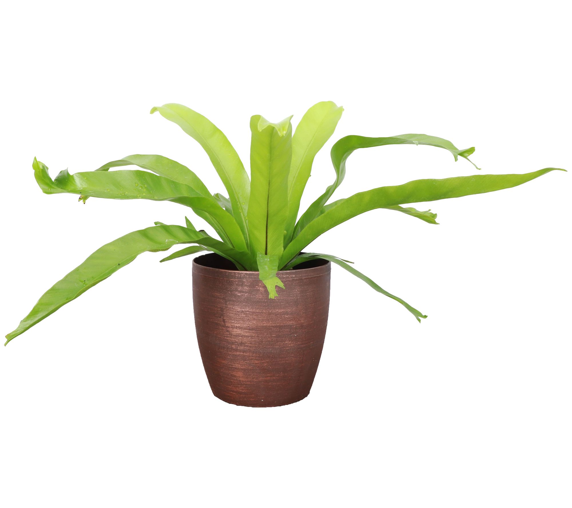 Thorsen's Greenhouse Live 4" Bird's Nest Fern in Classic Pot