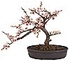 Cherry Blossom Bonsai Tree by Nearly Natural