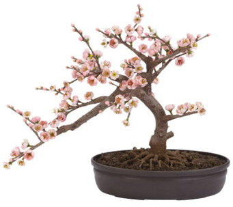 Cherry Blossom Bonsai Tree by Nearly Natural - H357340