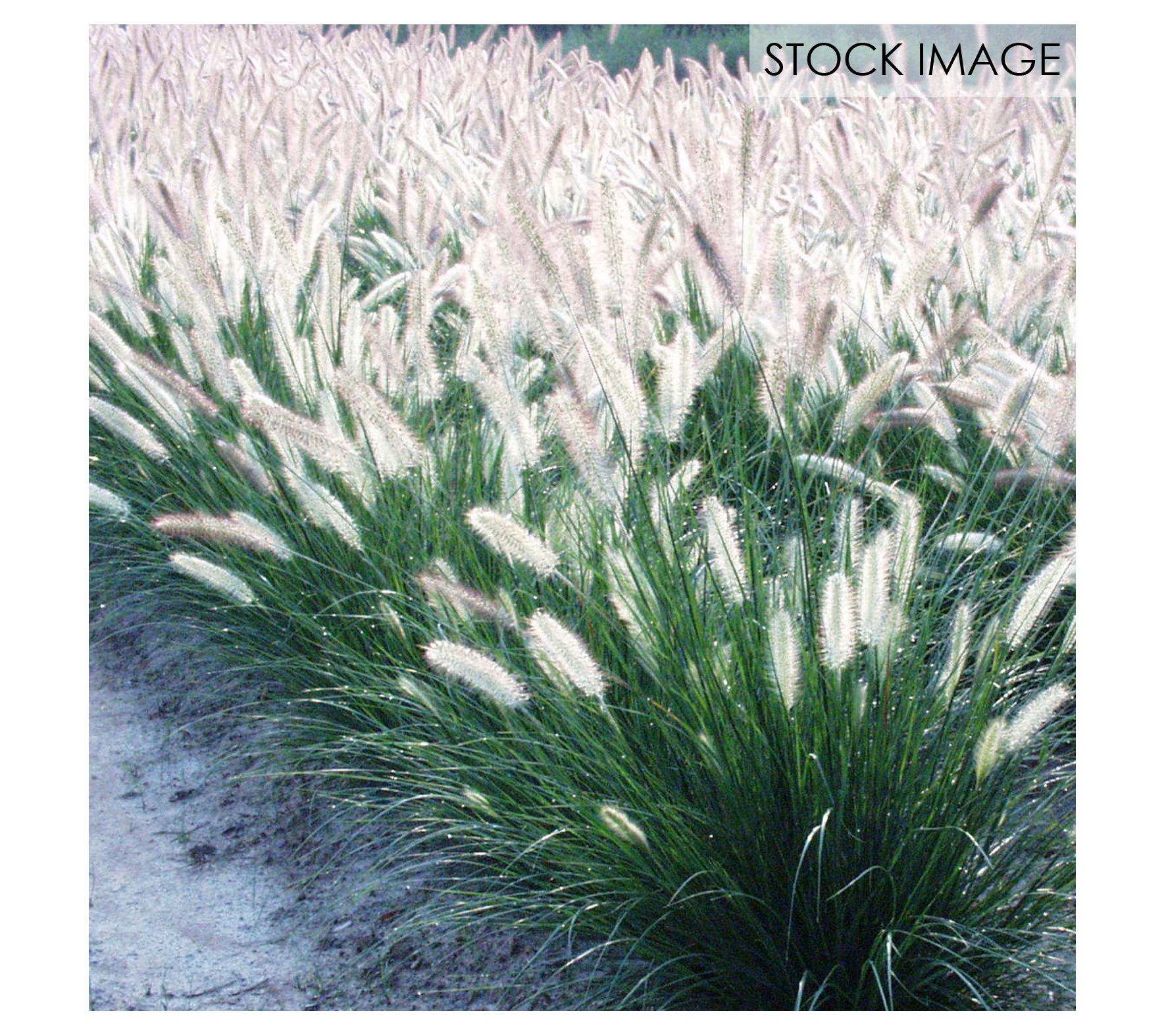 Van Zyverden Ornamental Grass Dwarf Fountain Potted Plant