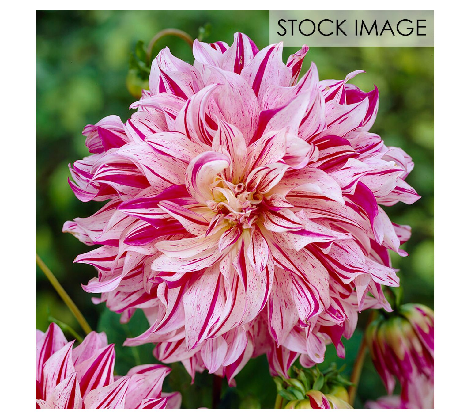 Van Zyverden Dahlias Bristol Stripe Set of 3 Bulbs