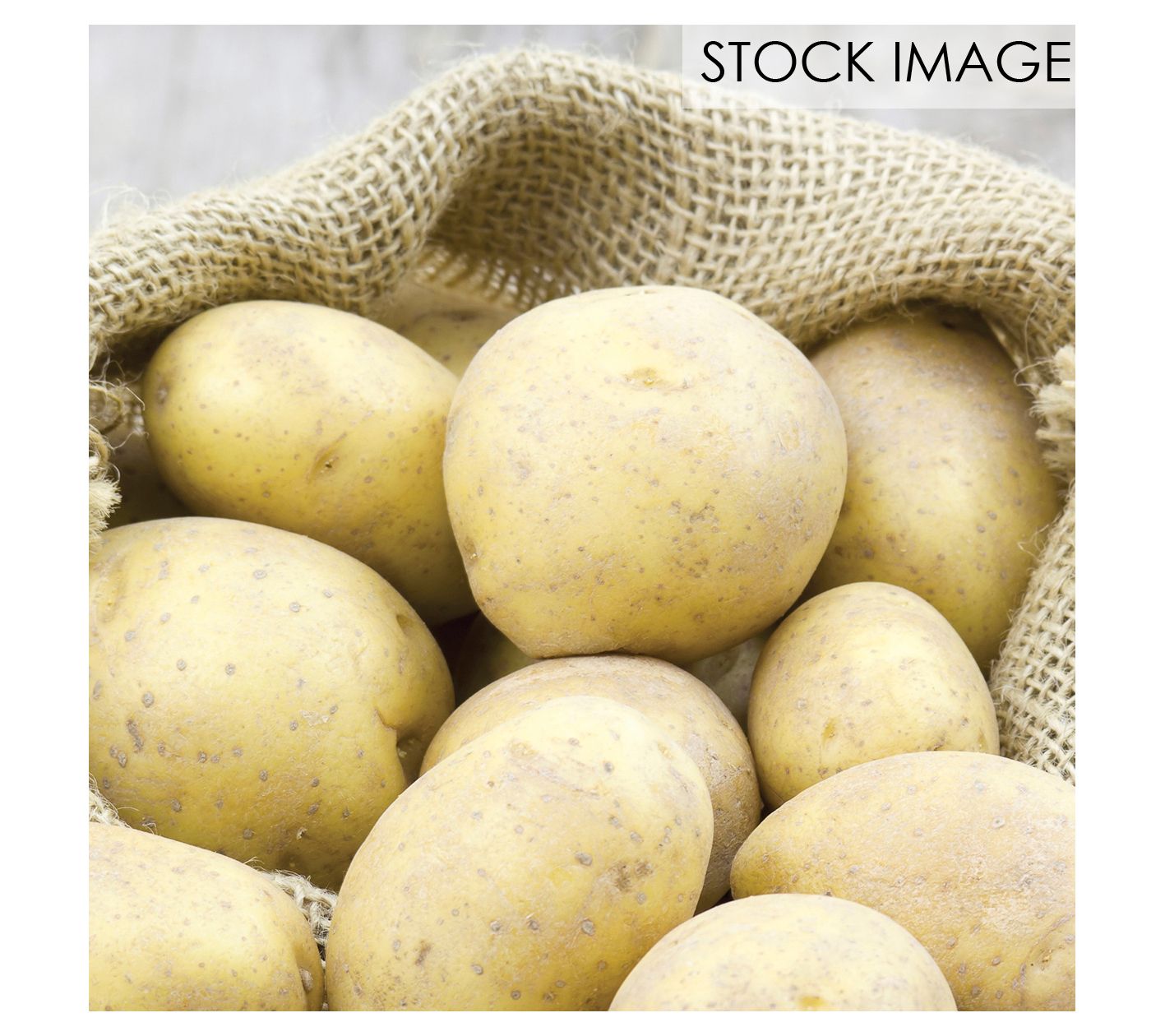 Van Zyverden Potatoes Superior White Set of 12