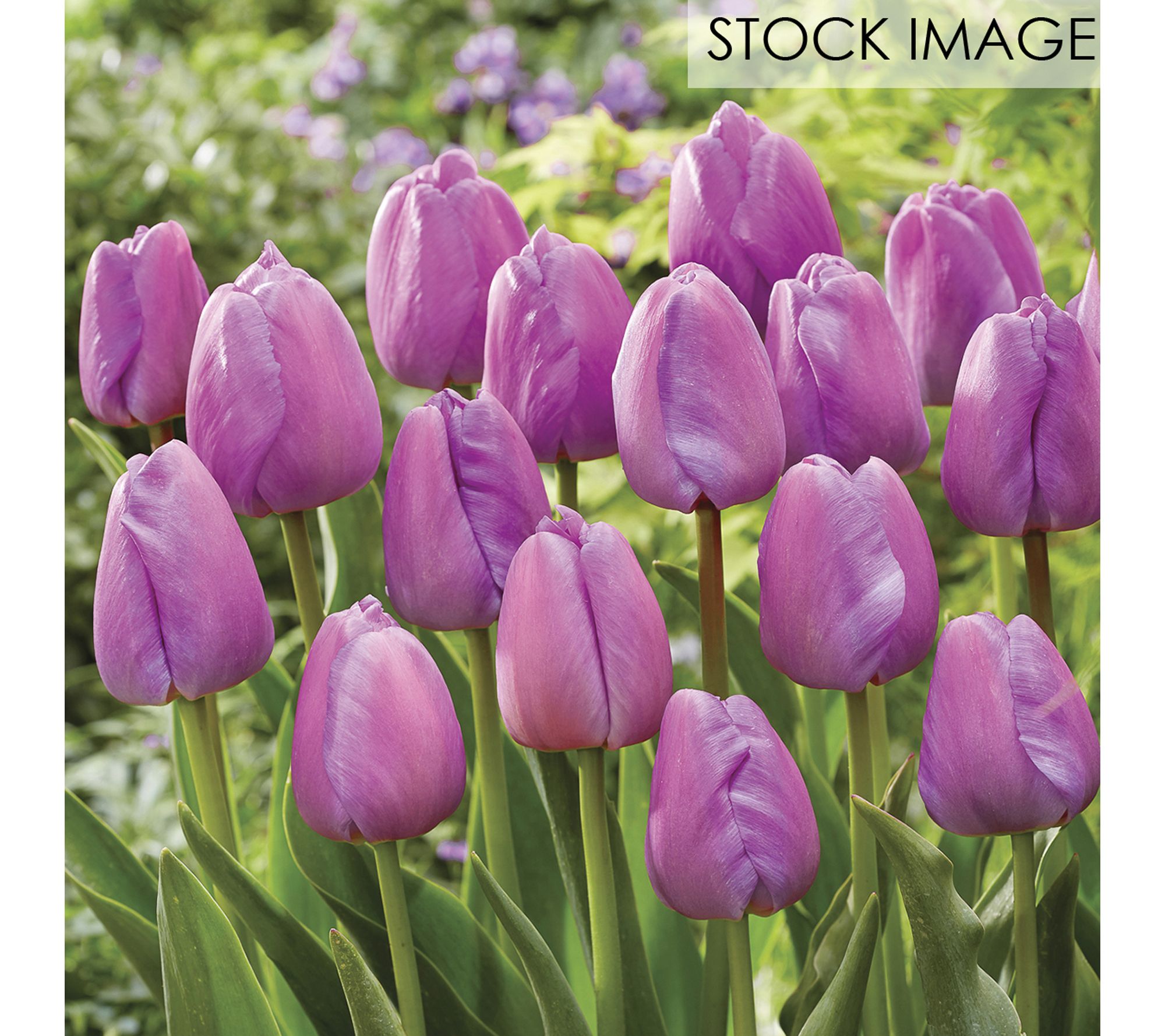Van Zyverden Tulips Purple Pride Set of 12 Bulbs