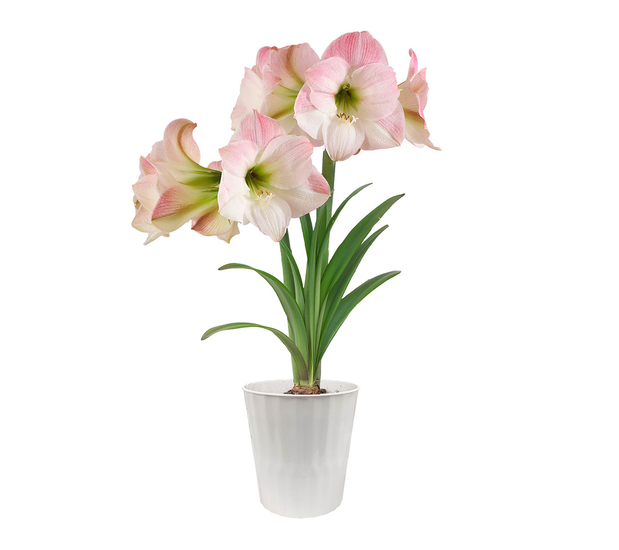 Van Zyverden Amaryllis Kit Apple Blossom White Planter 1 Bulb