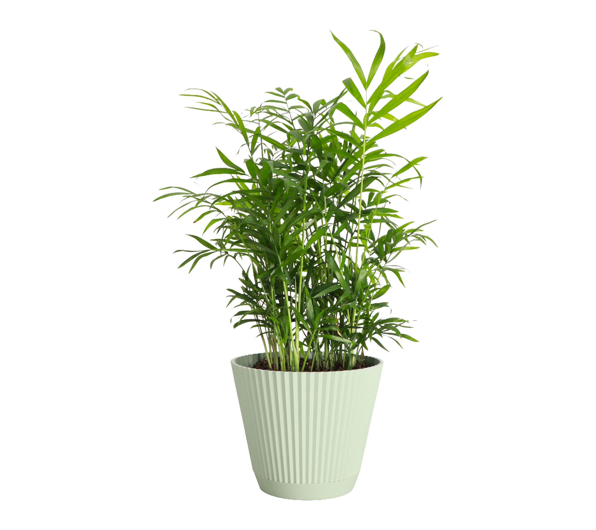 Thorsen's Greenhouse Live 6" Parlor Palm Plant in Ruffle Pot