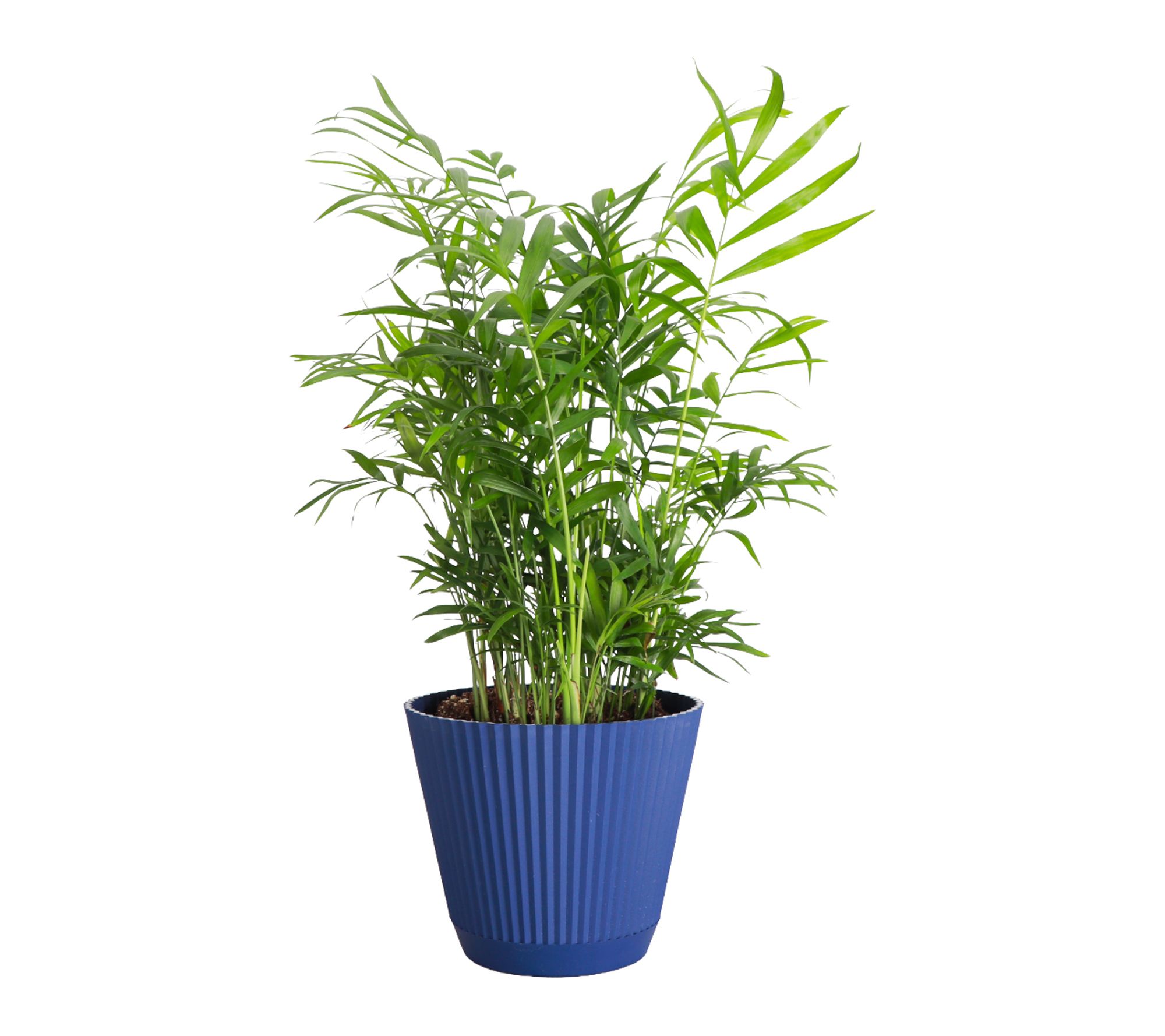 Thorsen's Greenhouse Live 6" Parlor Palm Plant in Ruffle Pot
