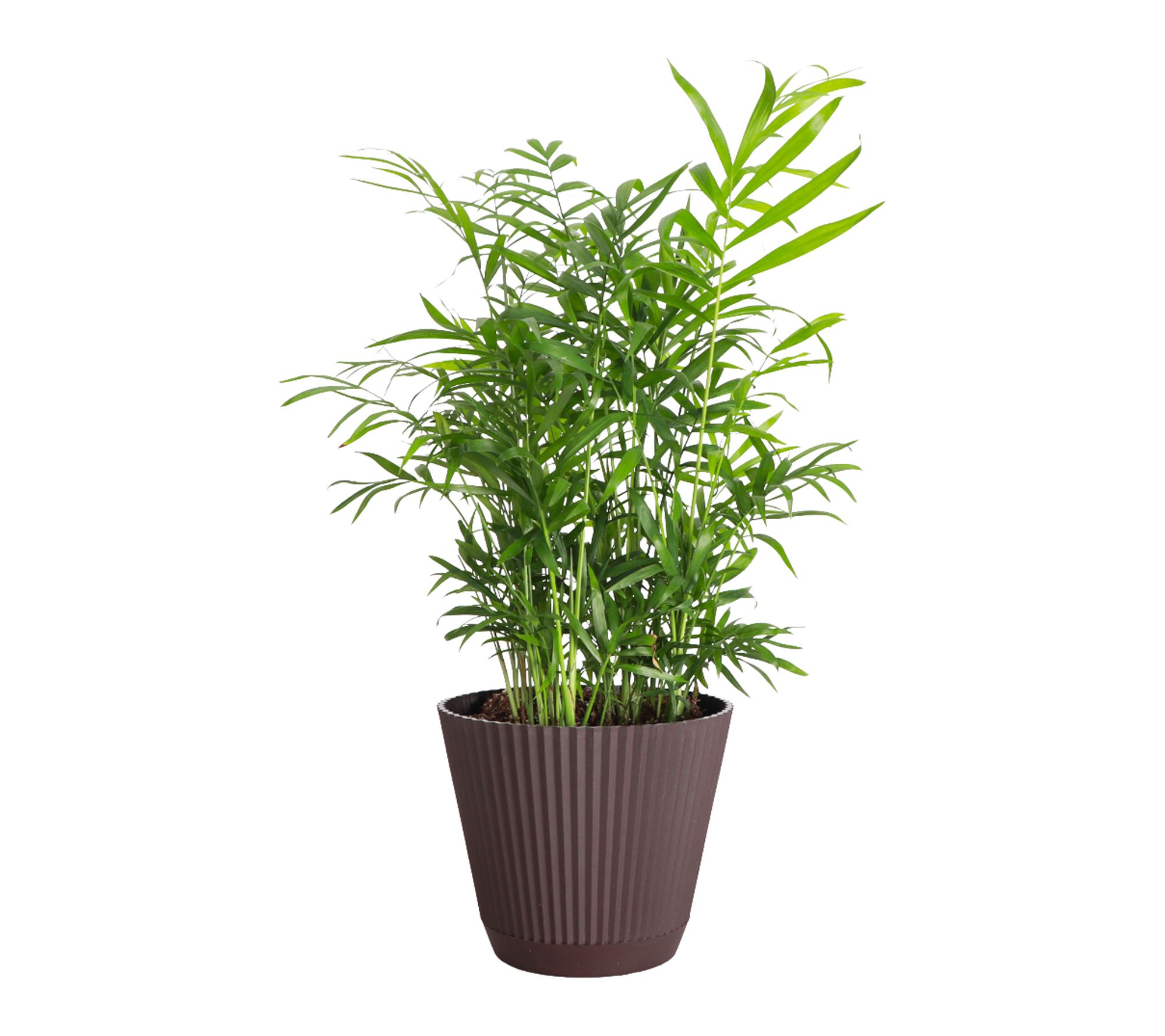 Thorsen's Greenhouse Live 6" Parlor Palm Plant in Ruffle Pot