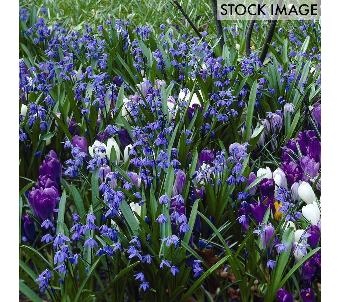 Van Zyverden Bl ue Artisan Bulb Blend Set of 6 0 bulbs