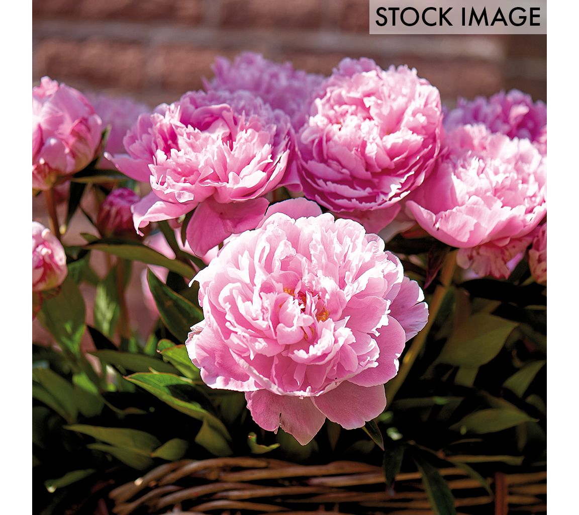Van Zyverden Peonies Sarah Bernhardt Set of 6 Roots