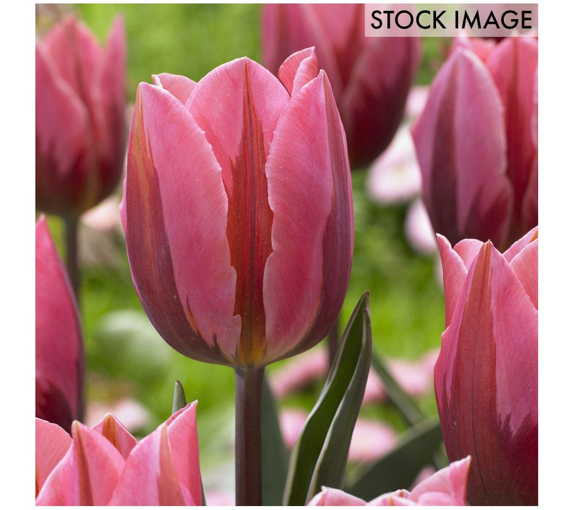 Van Zyverden Tulips Pretty Princess Set of 12 Bulbs