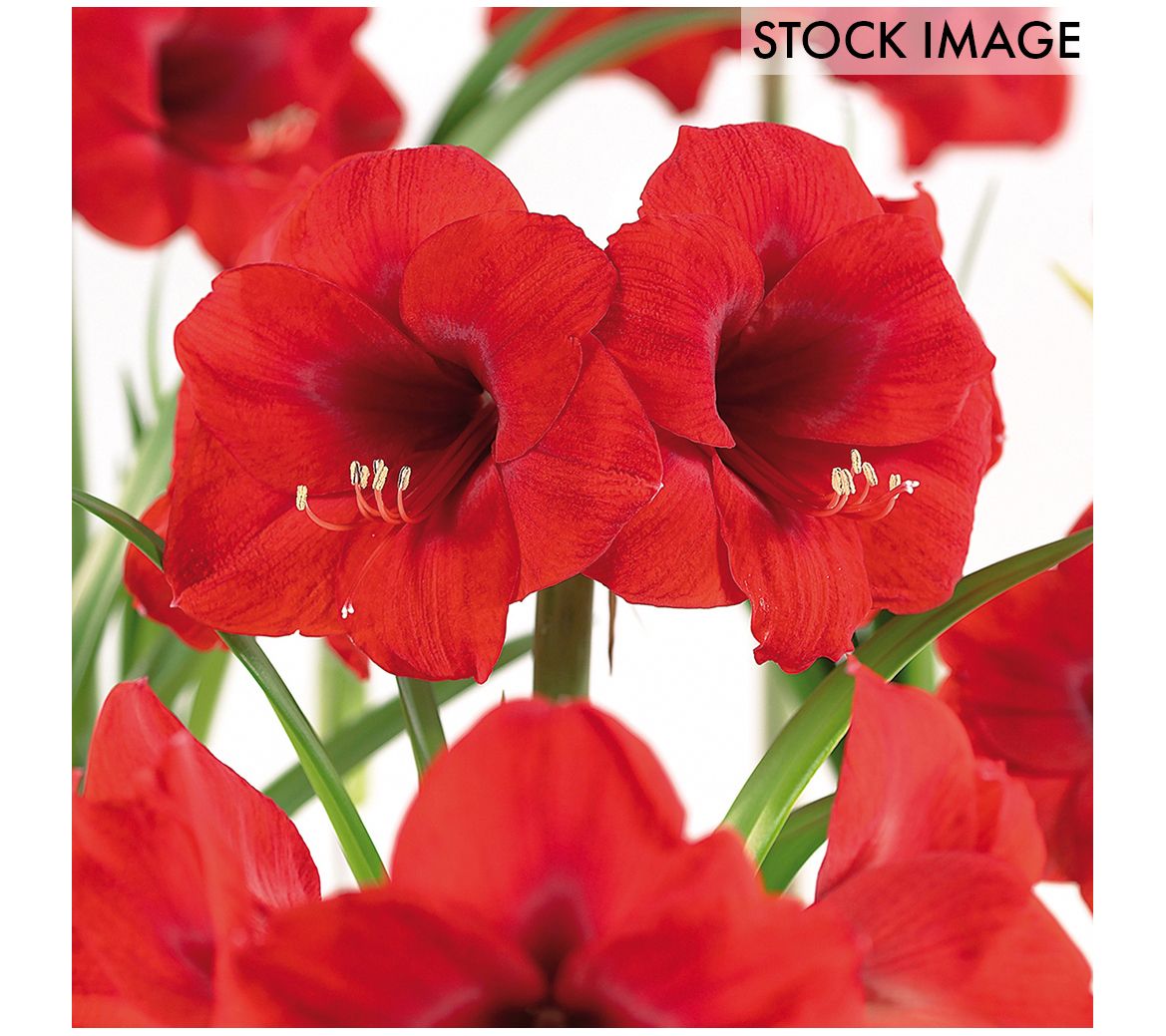 Van Zyverden Amaryllis & Paperwhite Indoor Garden 13 bulbs