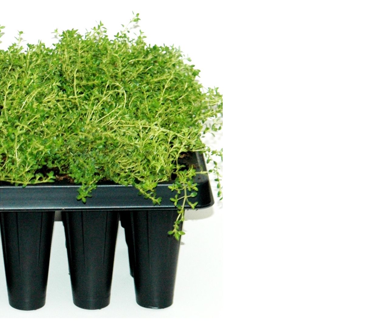 Roberta's 6pc White Creeping Thyme Groundcover