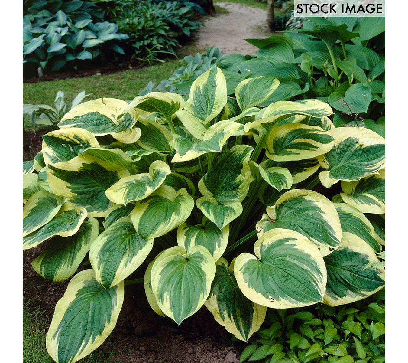 Van Zyverden Hosta Twilight Set of 3 Roots