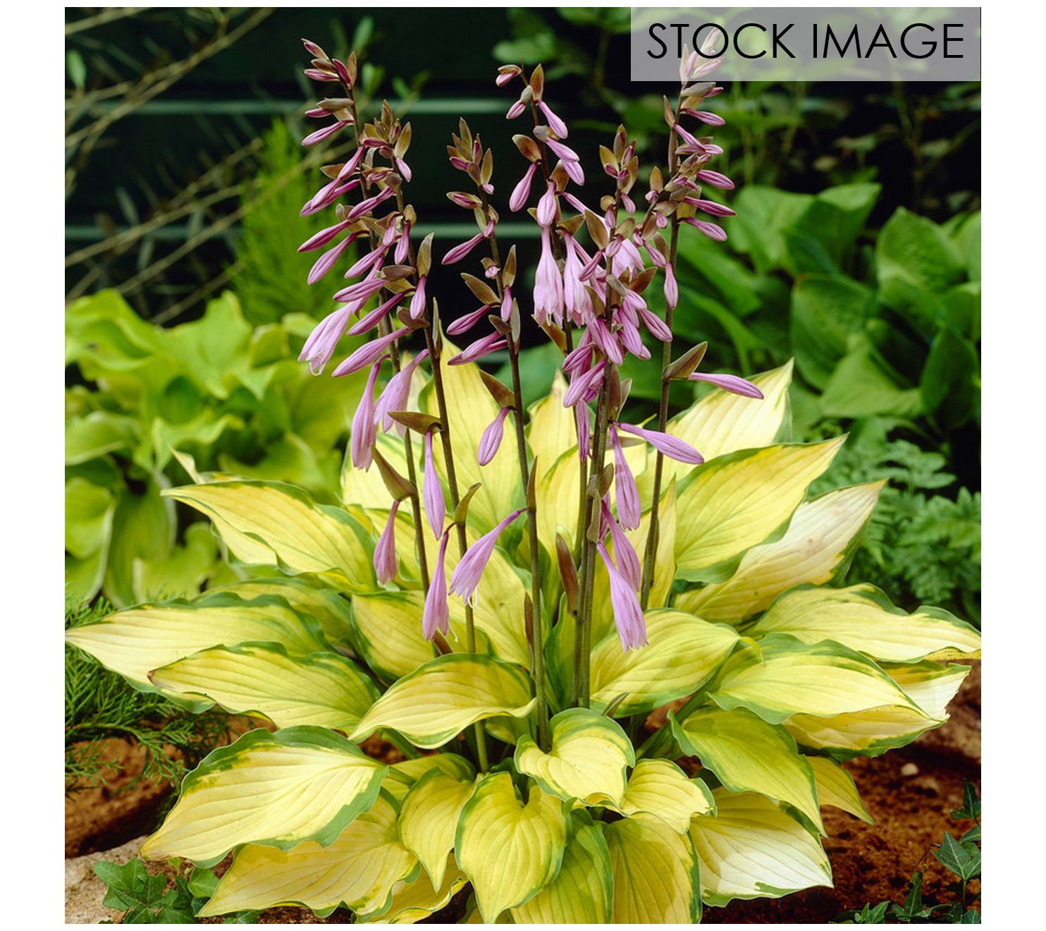 Van Zyverden Hosta Lady Guinevere Set of 3 Roots