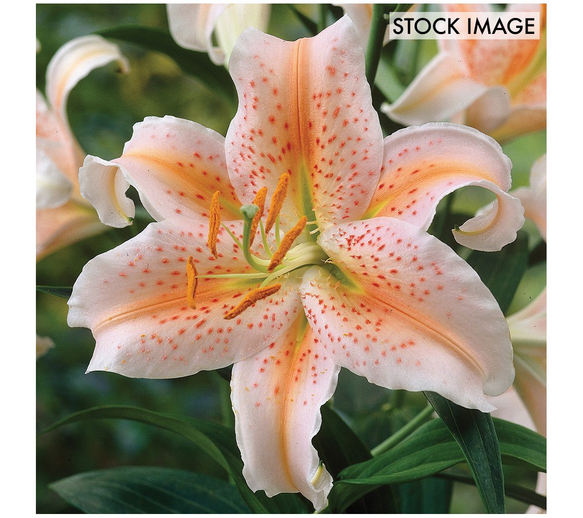 Van Zyverden Lilies Oriental Salmon Star Set of7 Bulbs