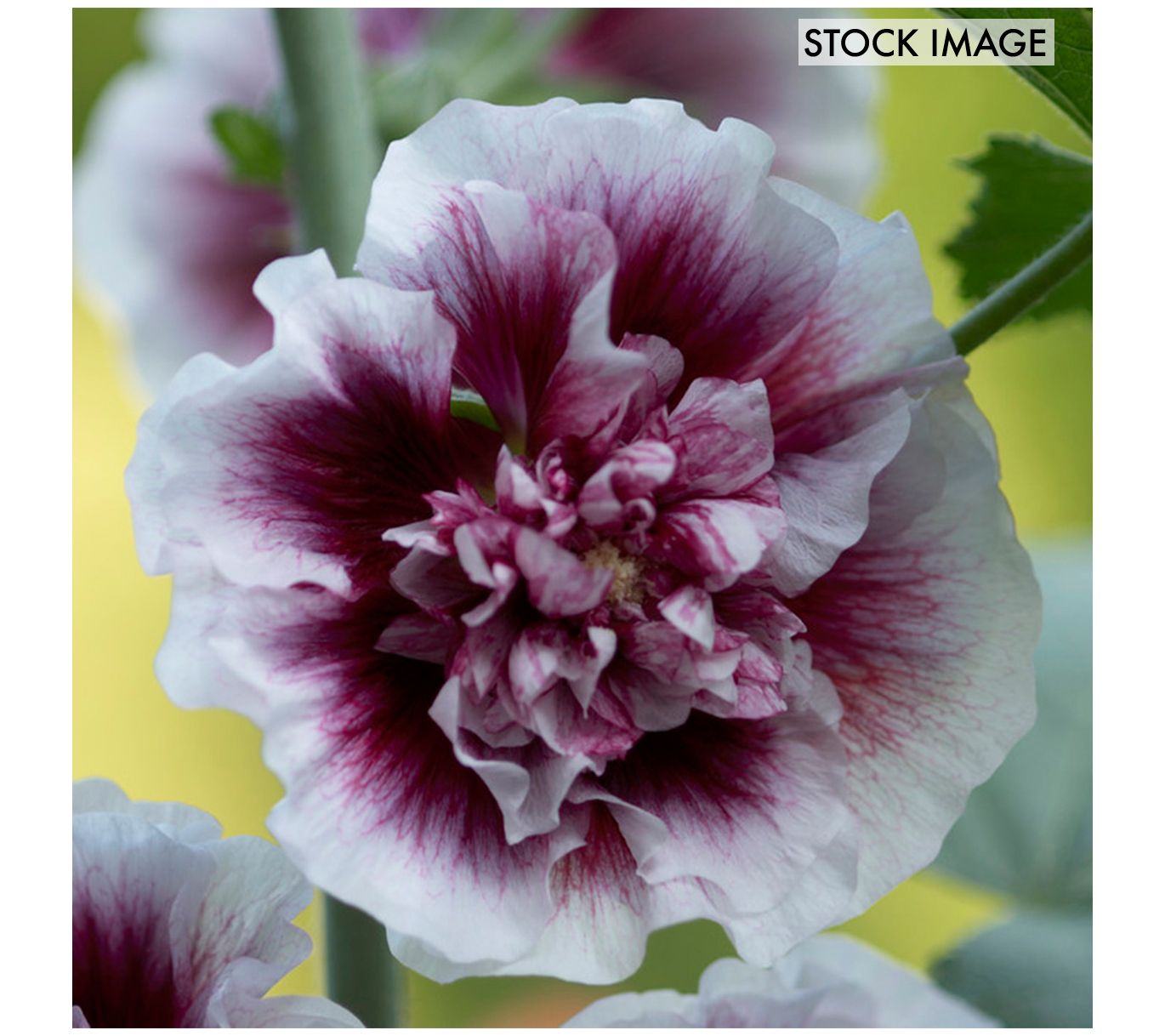 Van Zyverden Hollyhocks Creme de Cassis Set of5 Roots