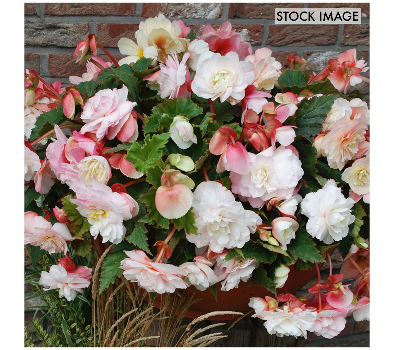 Van Zyverden Hanging Basket Begonias Odorata Red & White 5ct