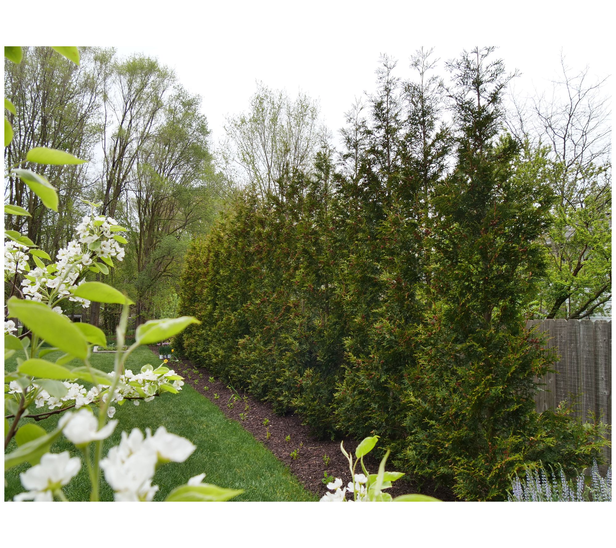 Roberta's 1pc Arborvitae American Pillar Full Hedge