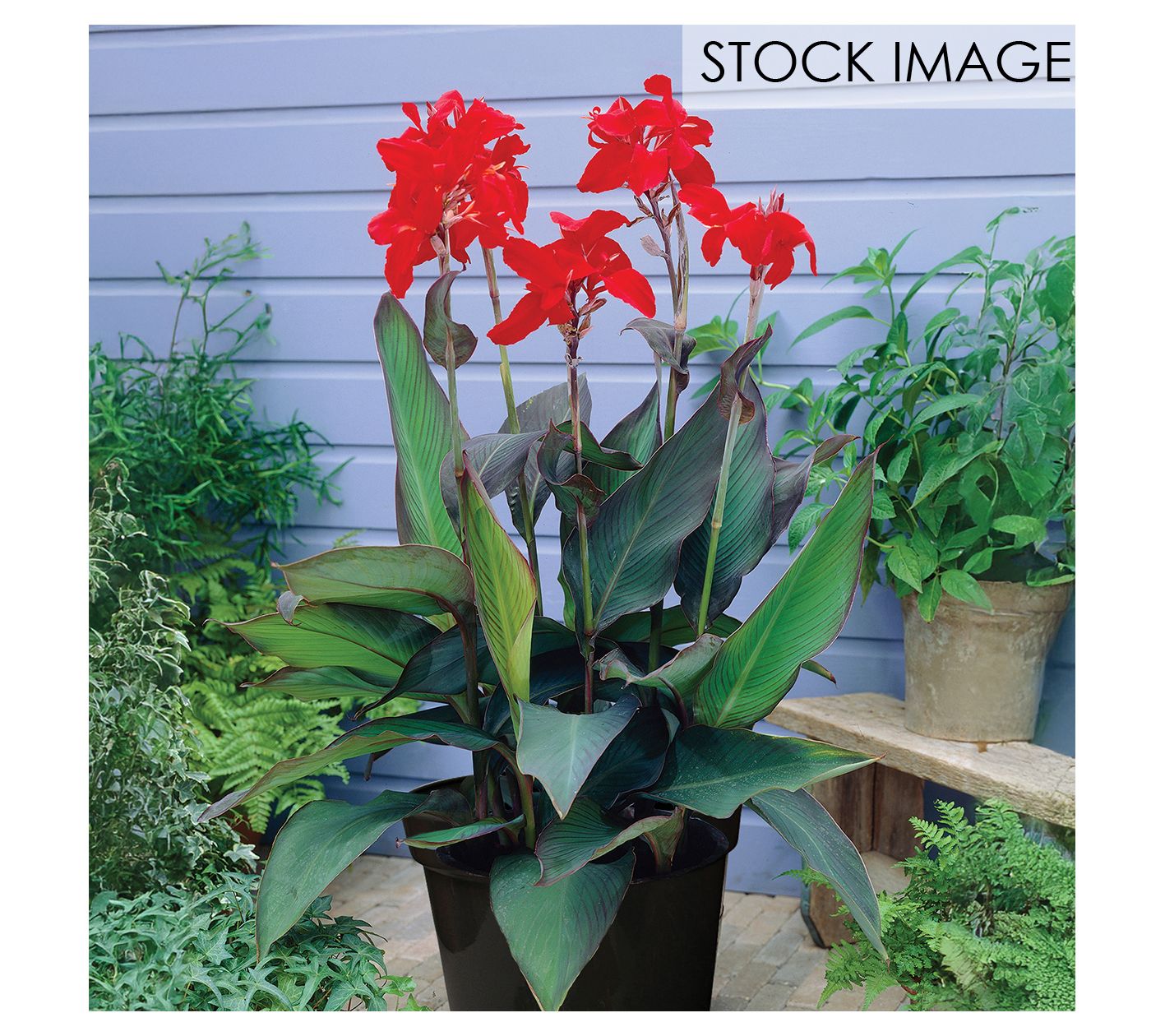 Van Zyverden Goth Patio Gardening Canna Black Night Kit