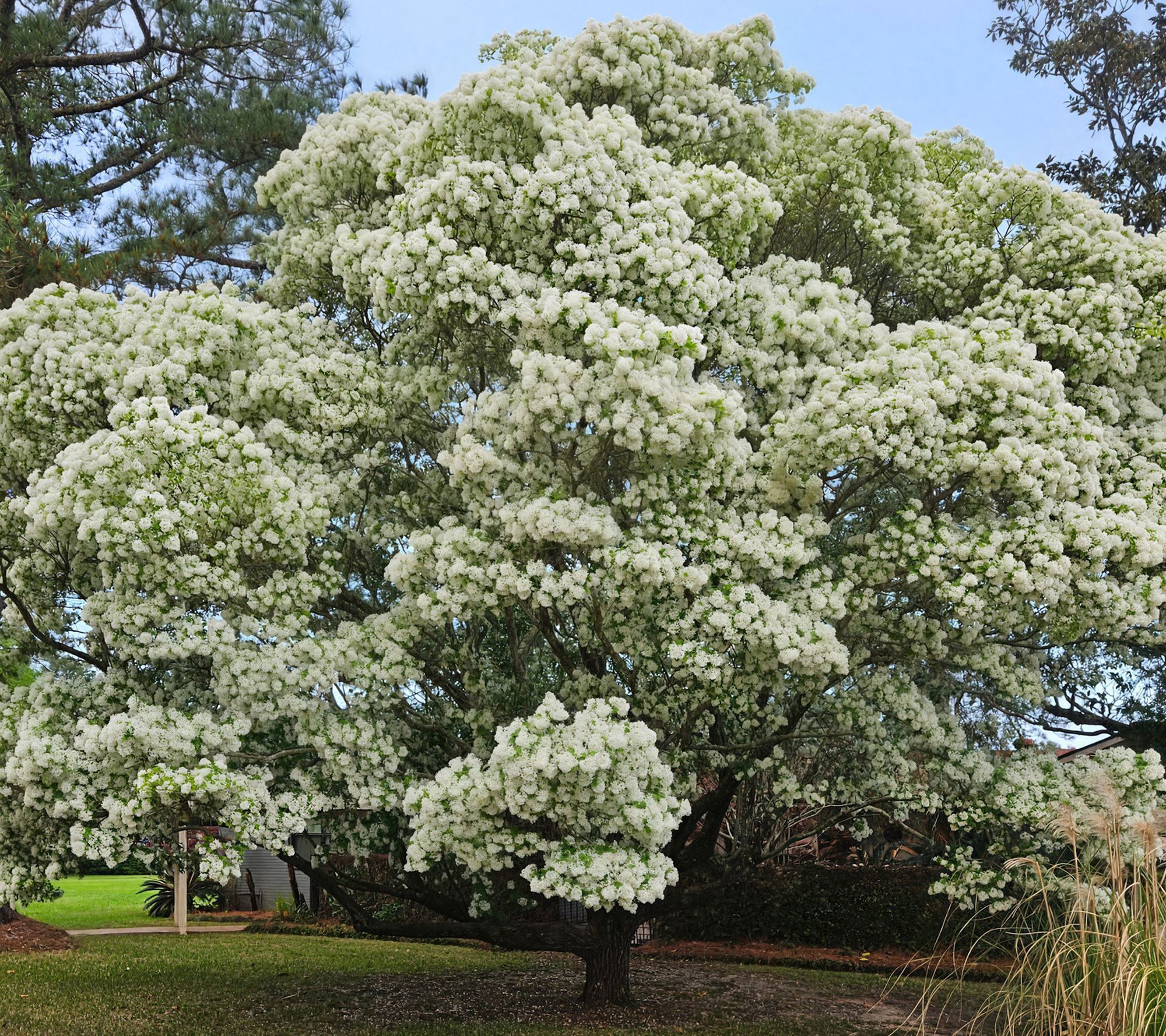 Cottage Farms White Fringe Tree
