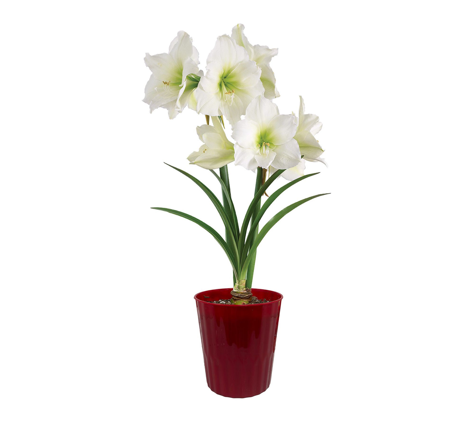 Van Zyverden Amaryllis Kit Ludwig Dazzler Red Planter 1 Bulb