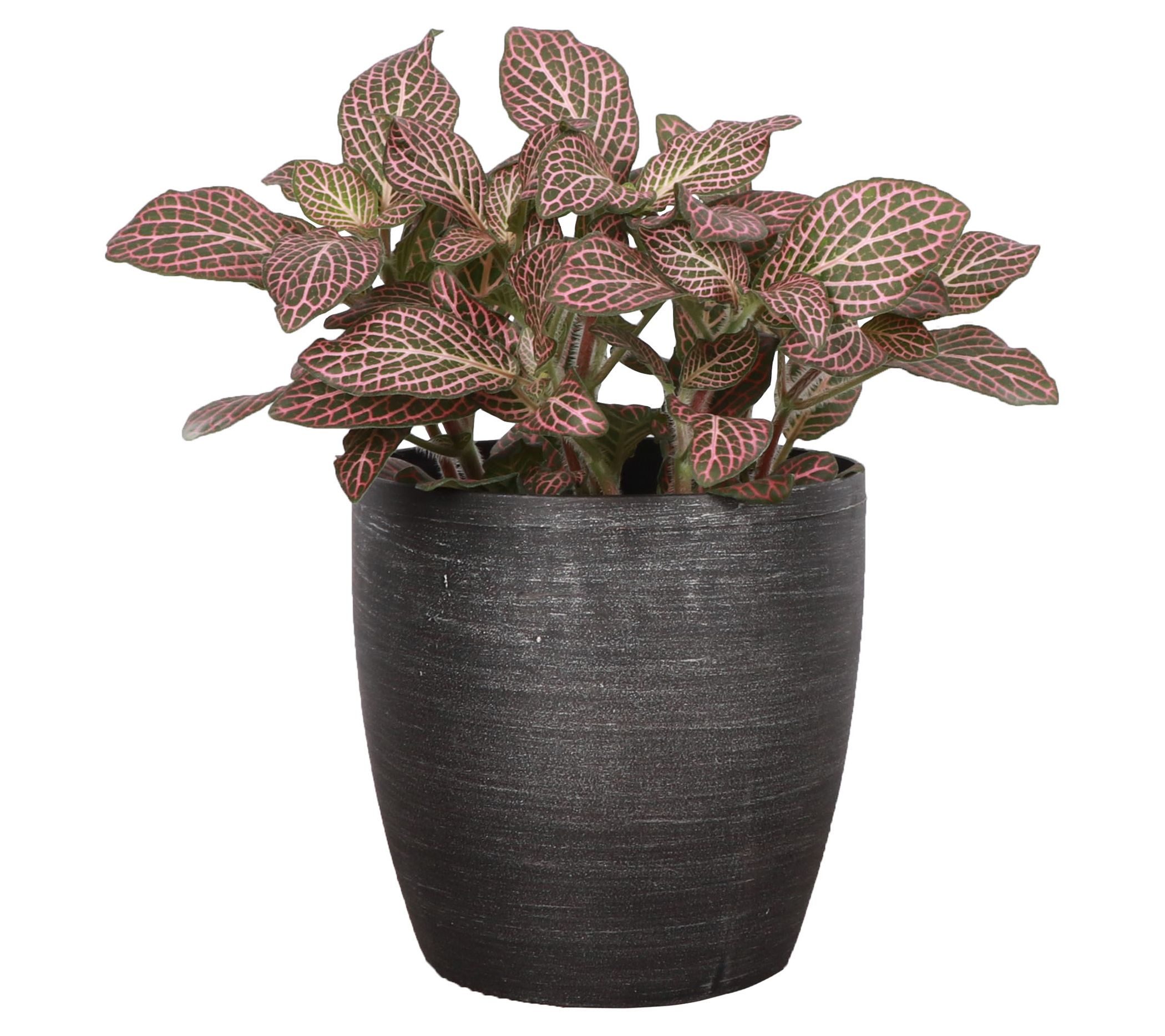 Thorsen's Greenhouse Live 4" Pink Fittonia, Classic Pot
