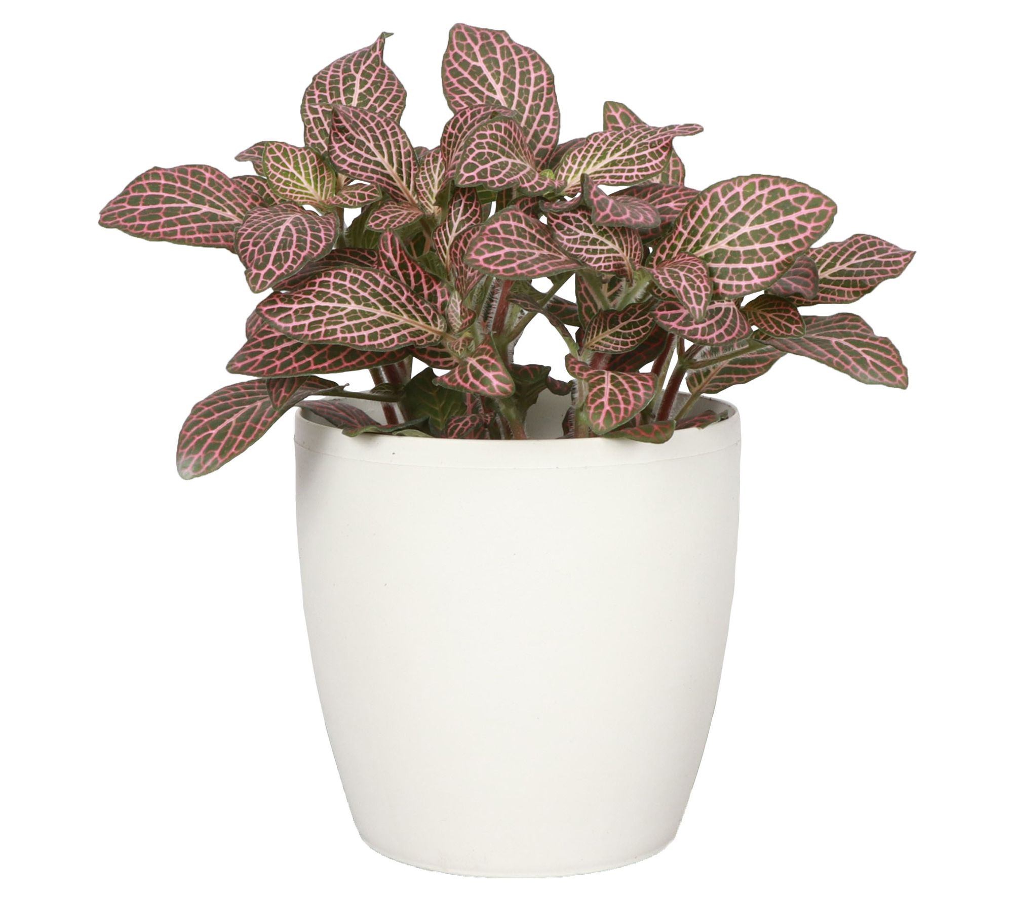 Thorsen's Greenhouse Live 4" Pink Fittonia, Classic Pot
