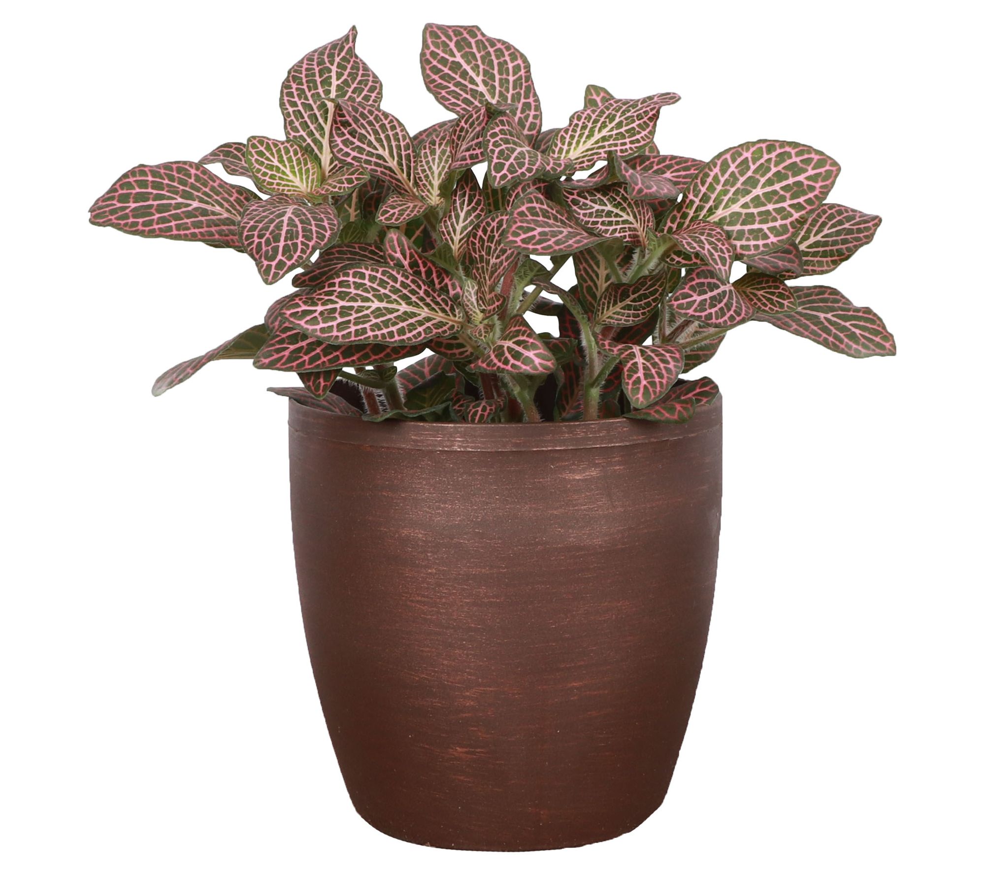 Thorsen's Greenhouse Live 4" Pink Fittonia, Classic Pot