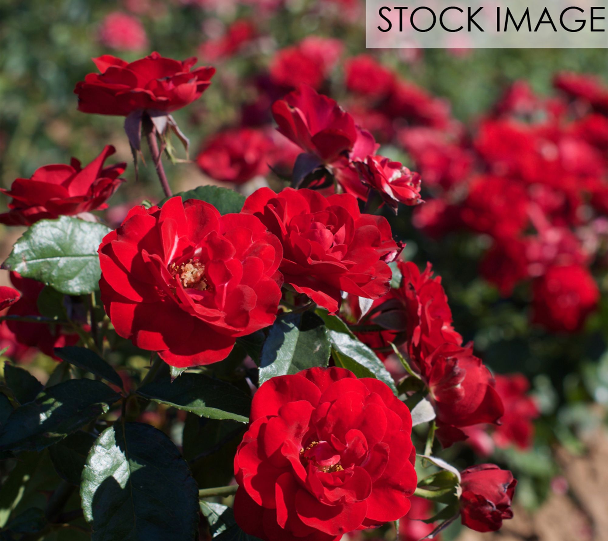 Van Zyverden Roses Europeana 1 Root Stock