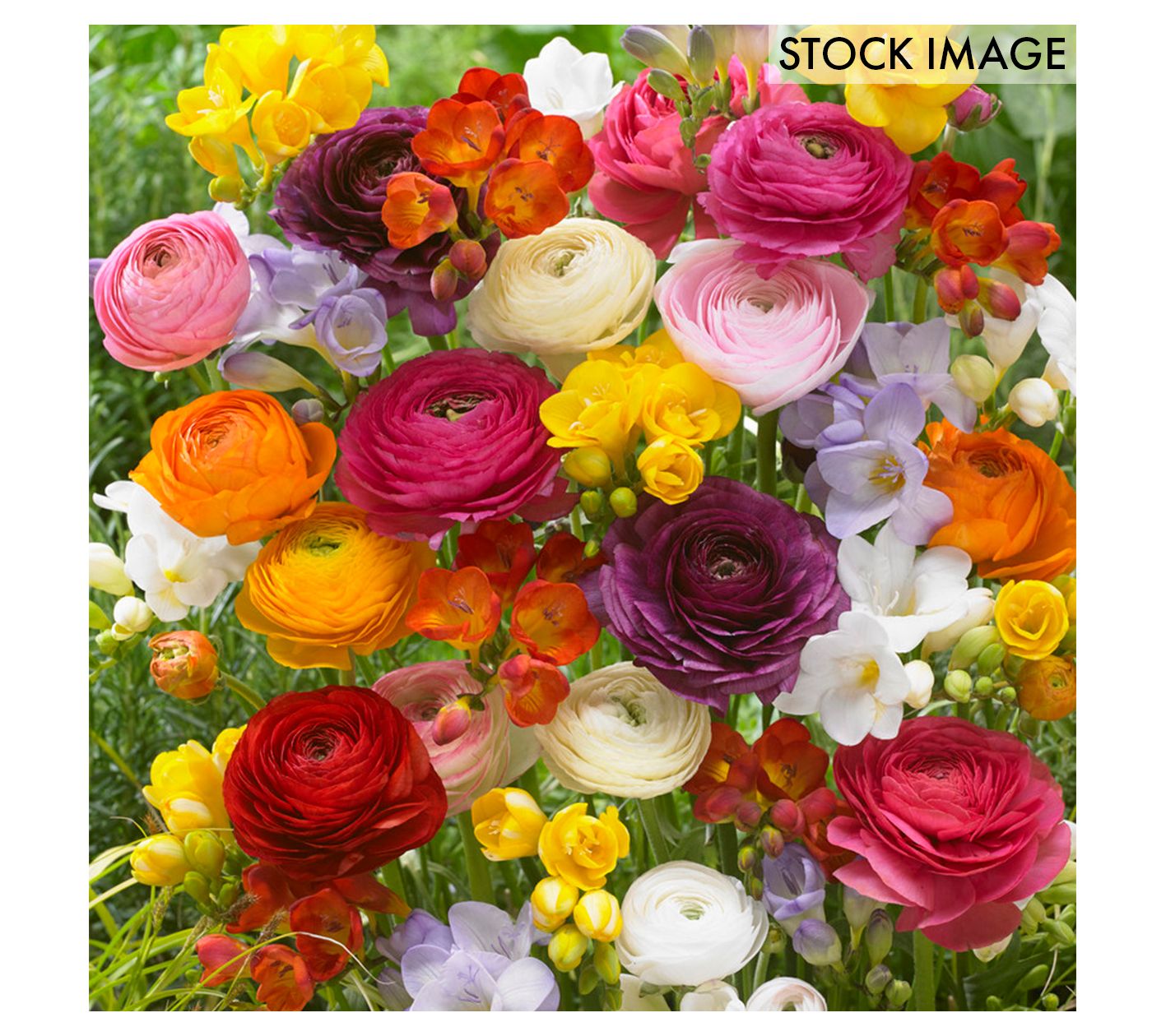 Van Zyverden Grand Freesia & Ranunculus Blend Set of 10 Bulbs