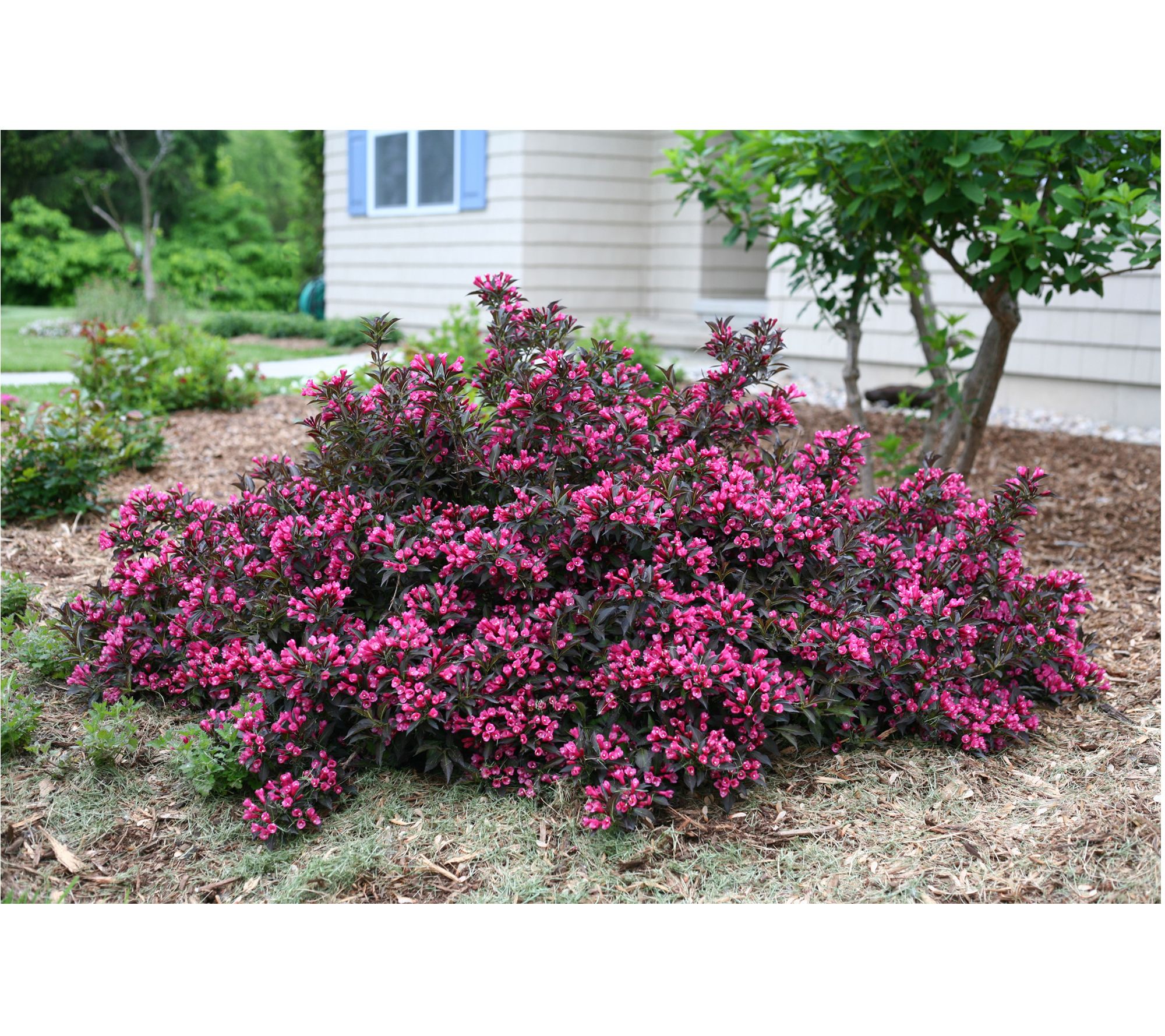 Roberta's Weigela Proven Winners Spilled Wine 1 pc