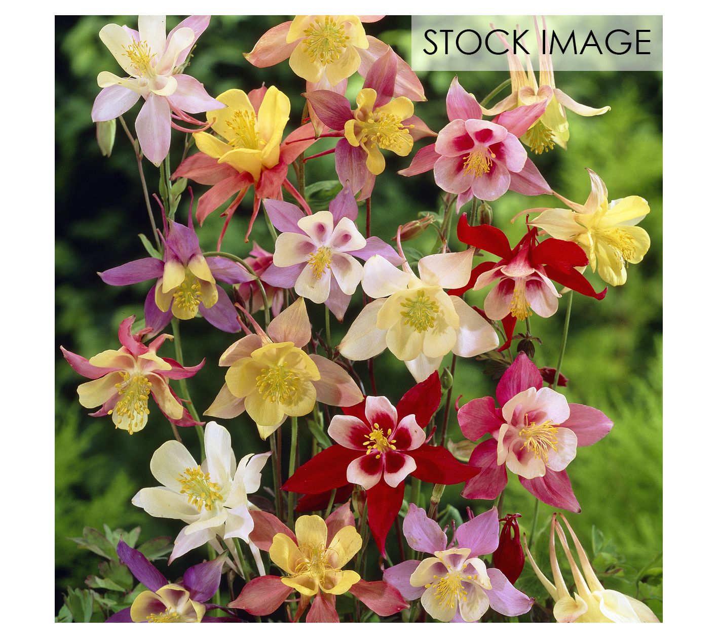 Van Zyverden Aquilegia Columbine Mixed Set of 3Roots