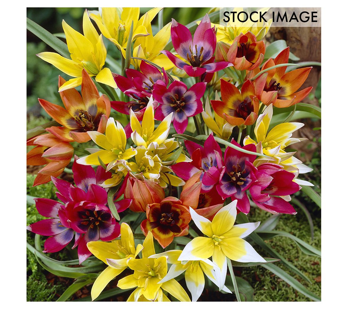 Van Zyverden Tulips Perennial Mixture Set of 35 Bulbs