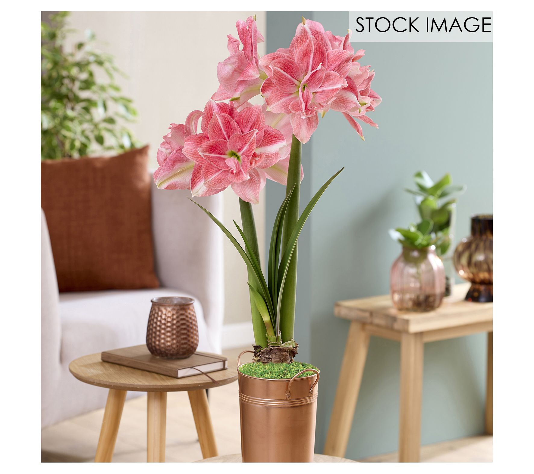 Van Zyverden Fast Track Amaryllis Kit Double Time
