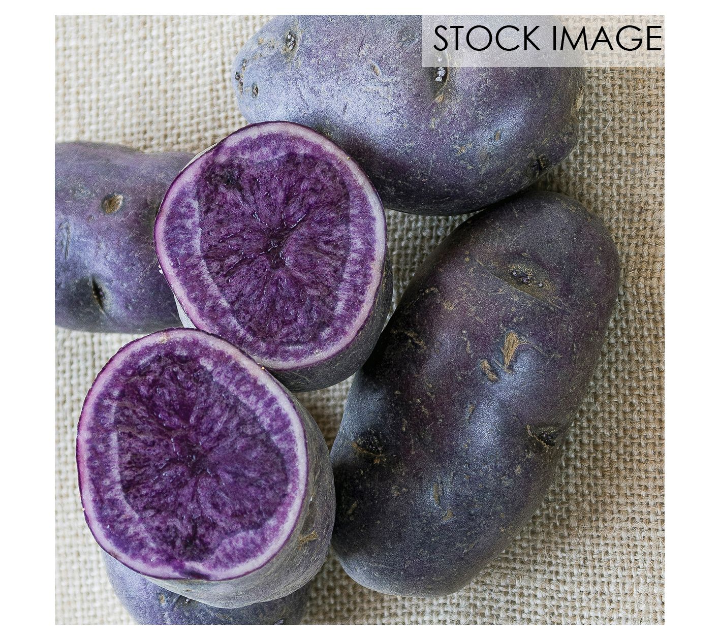 Van Zyverden Potatoes Adirondack Blue Set of 12