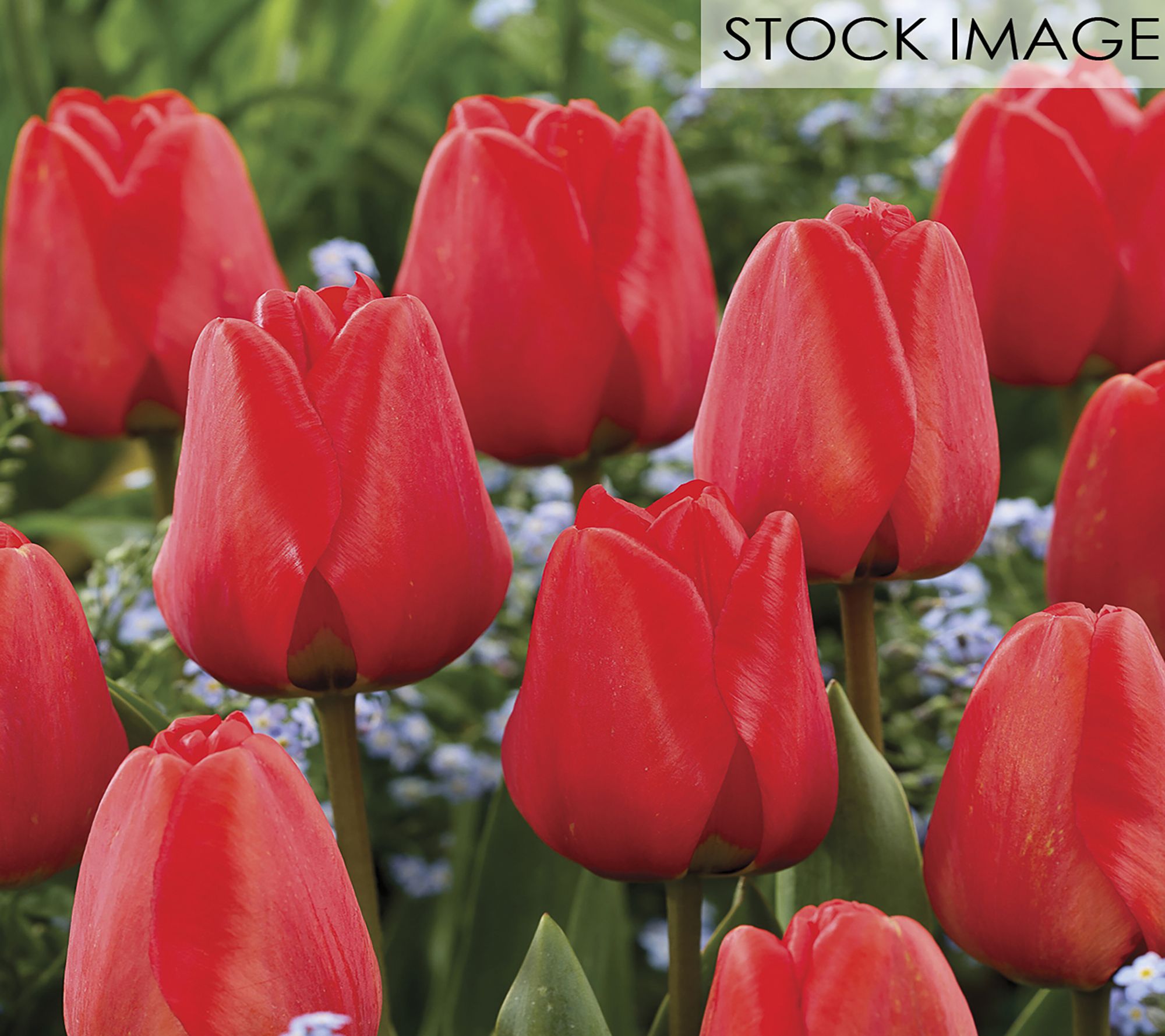 Van Zyverden Tulips Apeldoorn Set of 12 Bulbs