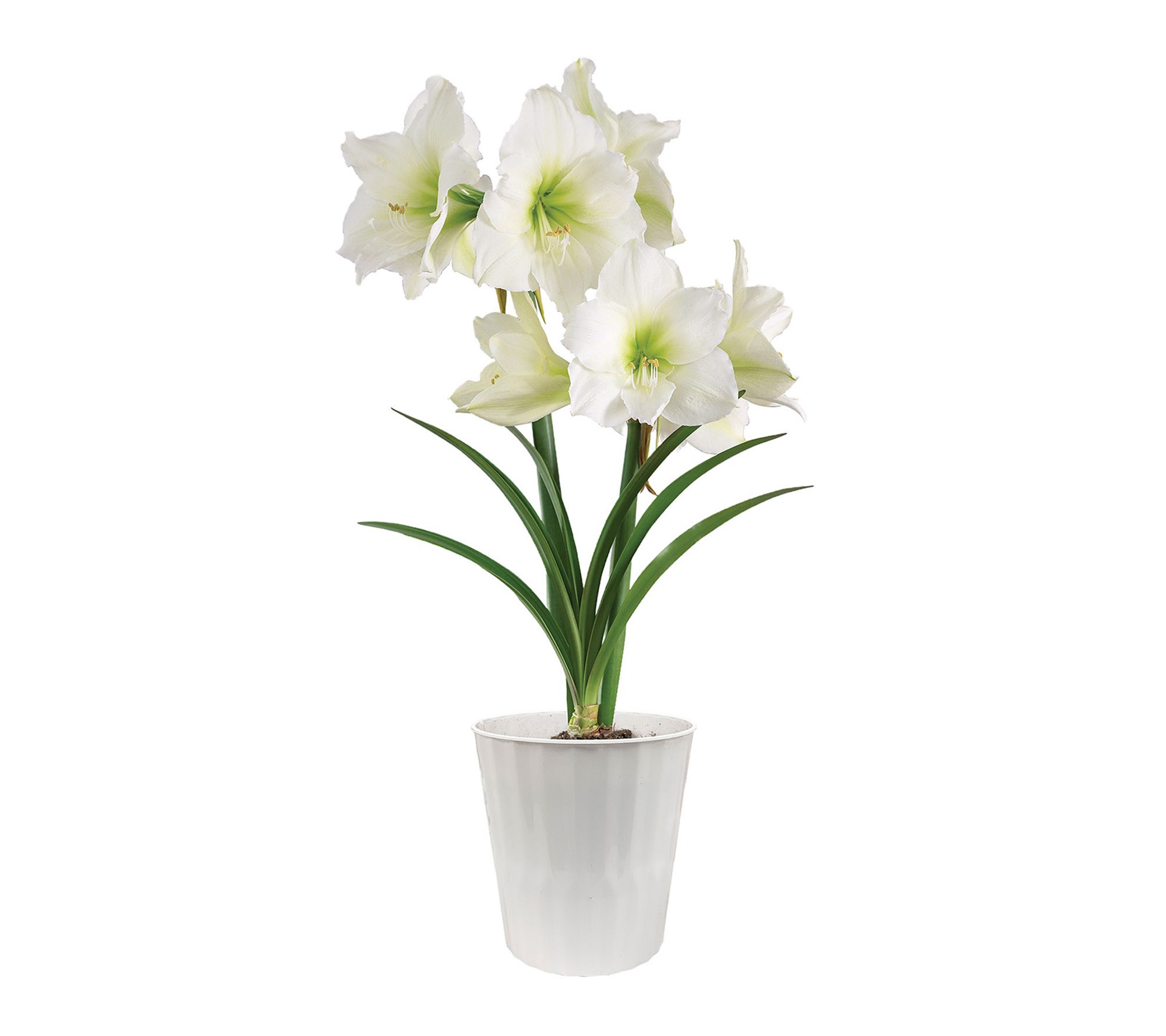 Van Zyverden Amaryllis Kit Ludwig Dazzler White Planter 1 Blb