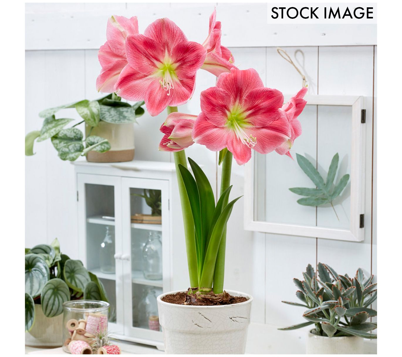 Van Zyverden Amaryllis African Candy Floss Setof 1 Bulb
