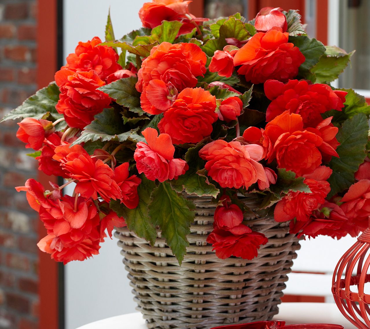 Van Zyverden Cascade Begonias Odorosa Red Sunset 5 Bulbs