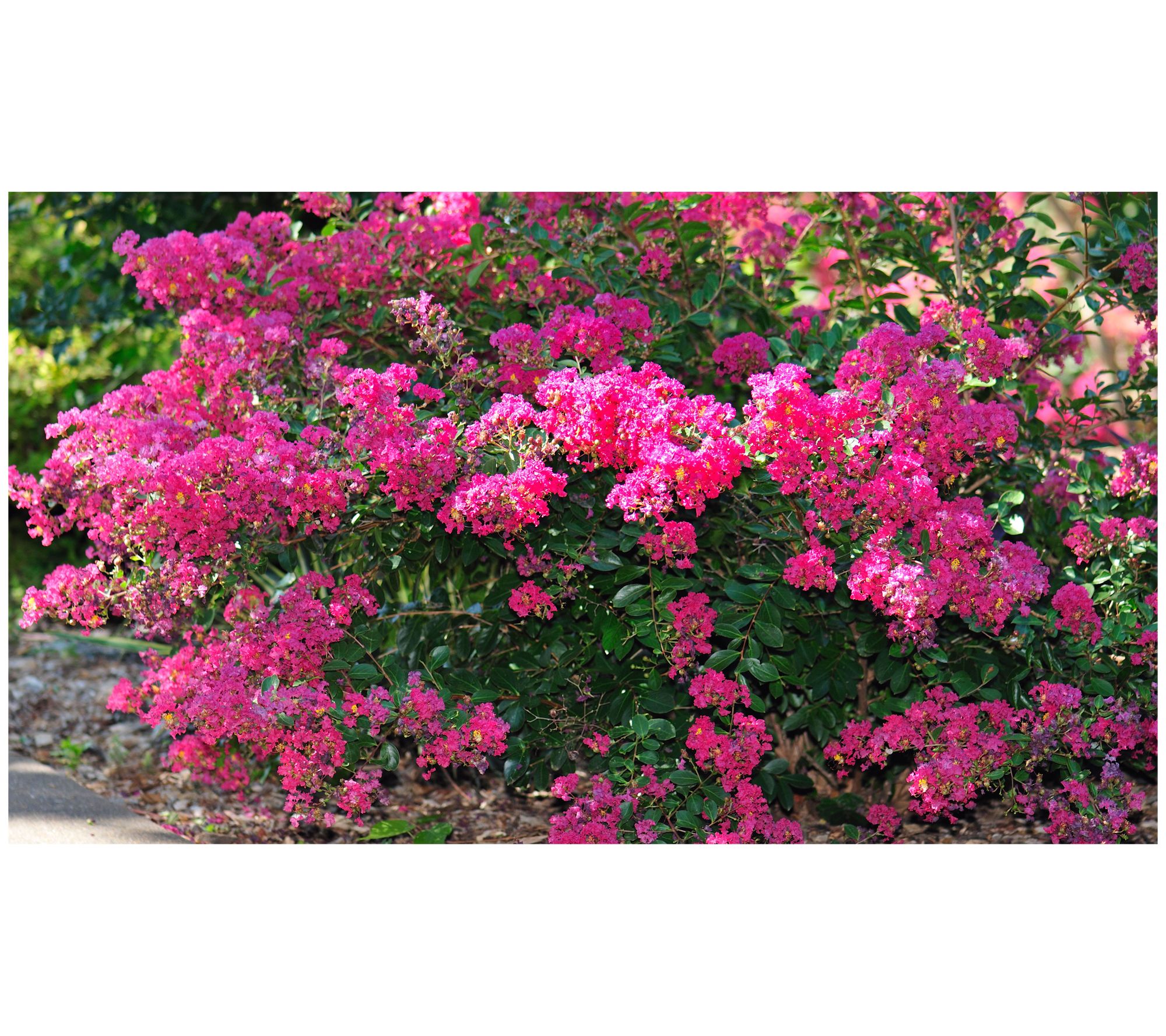 Roberta's 1-pc GreatMyrtle Crapemyrtle Cherry Red